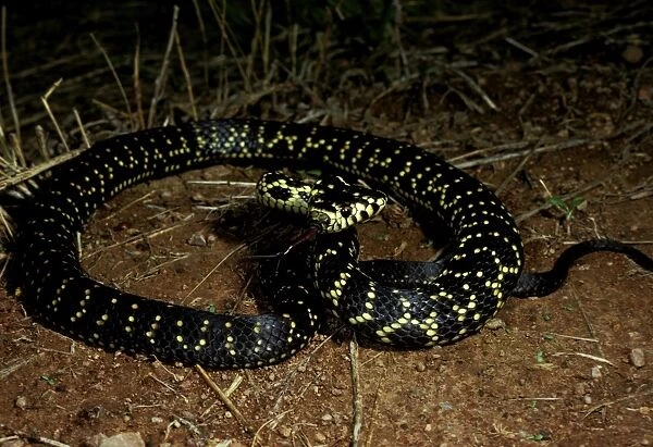 Broad-headed snake - endangered  /  vulnerable species