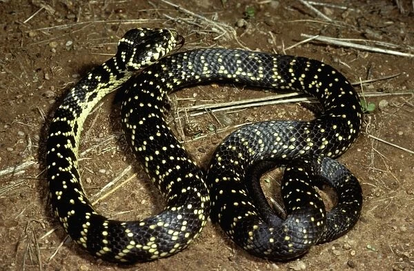 Broad-headed snake - endangered (vulnerable) species