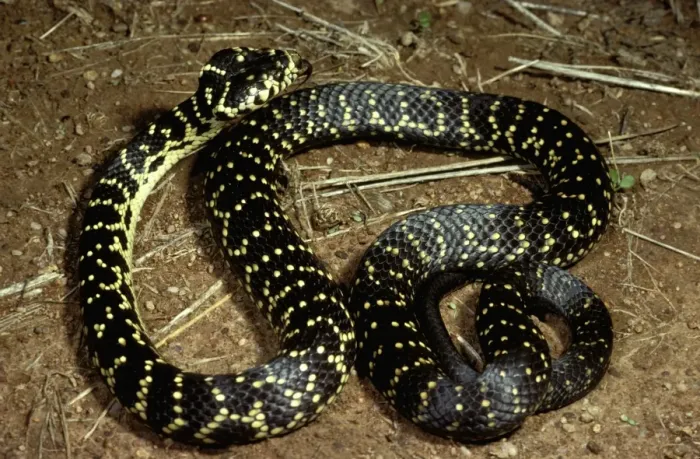Framed Print : Broad-headed snake - endangered (vulnerable) species Framed Print : Broad-headed snake - endangered (vulnerable) species