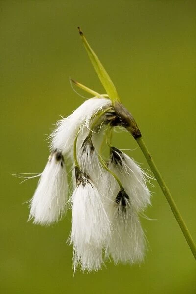 Broad-leaved Cotton-grass (Eriophorum latifolium); uncommon fen plant in UK