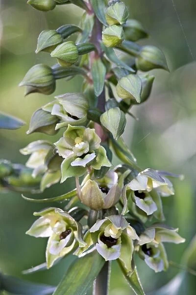 Broad-leaved Helleborine - flowering
