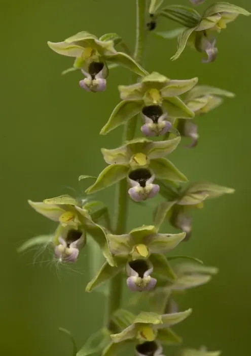 Framed Print : Broad-leaved helleborine (orchid)