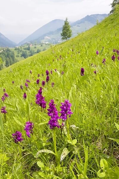 Broad-leaved Marsh Orchid - Piatra Craiulu mountains. Romanian Carpathians