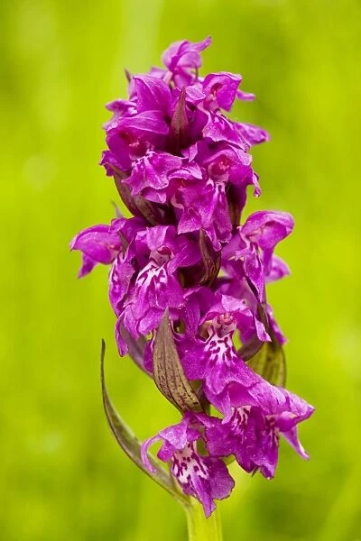 Broad-leaved marsh orchid - in Piatra Craiulu mountains. Romanian Carpathians
