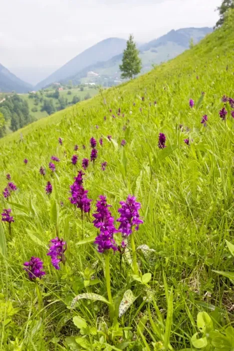 Framed Print : Broad-leaved Marsh Orchid - Piatra Craiulu mountains. Romanian Carpathians Framed Print : Broad-leaved Marsh Orchid - Piatra Craiulu mountains. Romanian Carpathians