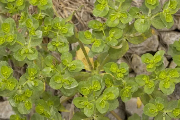 Framed Print : Broad-leaved spurge Framed Print : Broad-leaved spurge