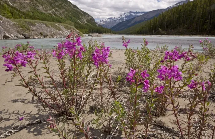 Framed Print : Broad-leaved Willowherb / Fireweed - on North Saskatchewan River, Canada Framed Print : Broad-leaved Willowherb / Fireweed - on North Saskatchewan River, Canada