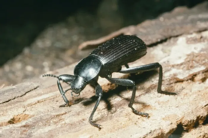 Framed Print : Broad-Necked Darling Beetle KEL 766 Mojave Desert, California, USA. Coelocnemis californicus © Ken Lucas / ARDEA LONDON Framed Print : Broad-Necked Darling Beetle KEL 766 Mojave Desert, California, USA. Coelocnemis californicus © Ken Lucas / ARDEA LONDON