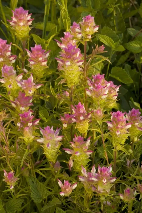 Framed Print : Broad-scaled Mountain clover / Siskiyou Mountain Clover (Orthocarpus cuspidatus), Mt. Ashland, Oregon Framed Print : Broad-scaled Mountain clover / Siskiyou Mountain Clover (Orthocarpus cuspidatus), Mt. Ashland, Oregon