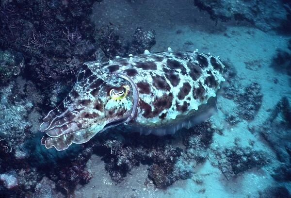 Broadclub Cuttlefish - This cuttlefish changes colour and shape constantly. It may reach 500mm in length Milne Bay, Papua New Guinea