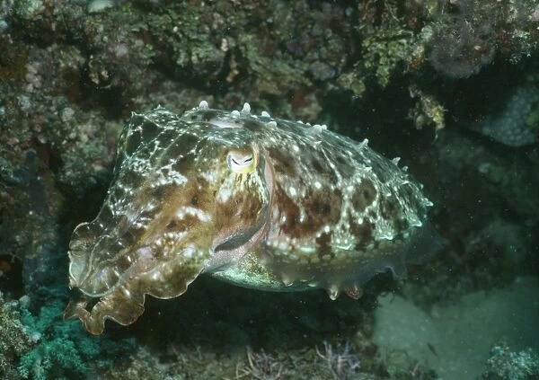 Broadclub Cuttlefish - Indo pacific - Great Barrier Reef - Australia
