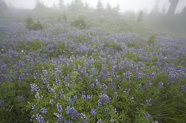 Broadleaf Lupine in Subalpine Meadow. Early morning mist Paradise Mount Rainier National Park Washington State, USA PL000513