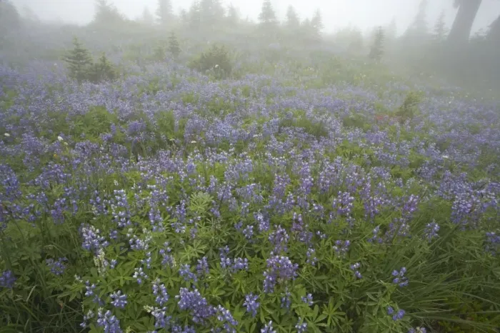 Framed Print : Broadleaf Lupine in Subalpine Meadow. Early morning mist Paradise Mount Rainier National Park Washington State, USA PL000513