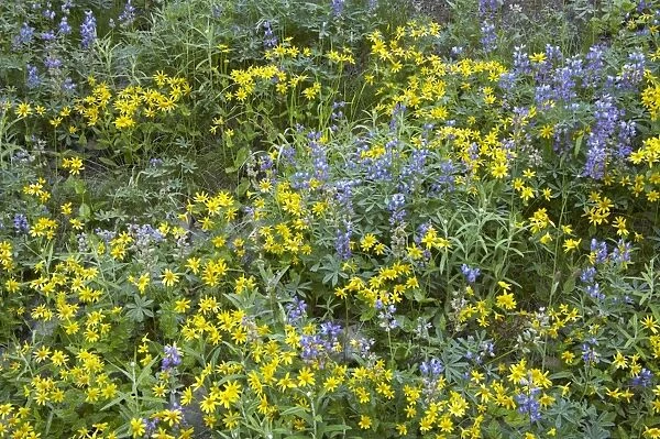 Broadleaf Lupine & Yellow Flowers, Mount Rainier NP Washington State, USA PL000427