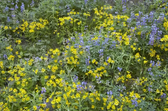 Framed Print : Broadleaf Lupine & Yellow Flowers, Mount Rainier NP Washington State, USA PL000427 Framed Print : Broadleaf Lupine & Yellow Flowers, Mount Rainier NP Washington State, USA PL000427