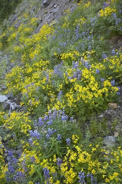 Broadleaf Lupine & Yellow Flowers Mount Rainier NP Washington State, USA PL000428