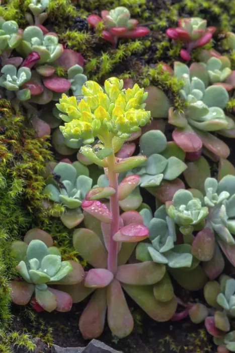 Framed Print : Broadleaf stonecrop, Olympic National Park, Washington State Date: 20-06-2013 Framed Print : Broadleaf stonecrop, Olympic National Park, Washington State Date: 20-06-2013