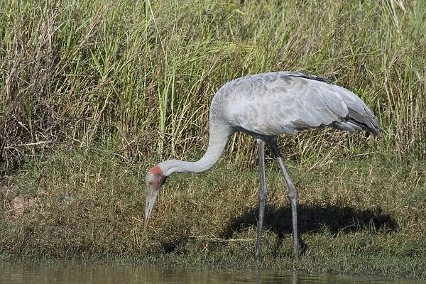 Brolga Common across northern and eastern Australia where it inhabits open country and wetlands. At Mt Barnett water treatment plant, Kimberley, Western Australia