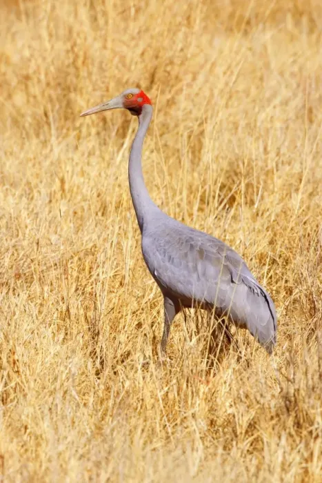 Framed Print : Brolga Crane - adult Brolga in dried-up grassland foraging - Western Australia, Australia Framed Print : Brolga Crane - adult Brolga in dried-up grassland foraging - Western Australia, Australia