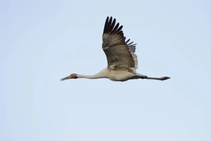 Framed Print : Brolga - in flight - official bird emblem of the state of Queensland - Australia Framed Print : Brolga - in flight - official bird emblem of the state of Queensland - Australia