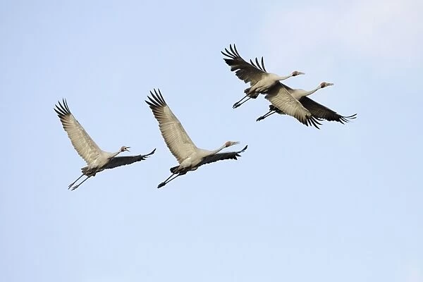 Brolga - flock in flight - official bird emblem of the state of Queensland - Australia