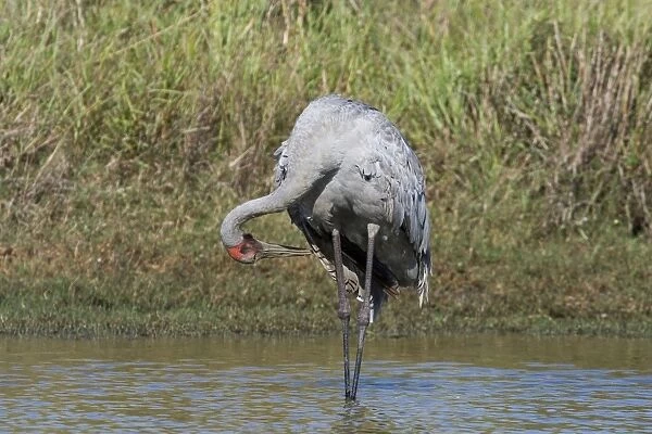 Brolga preening Common across northern and eastern Australia where it inhabits open country and wetlands. At Mt Barnett water treatment plant, Kimberley, Western Australia