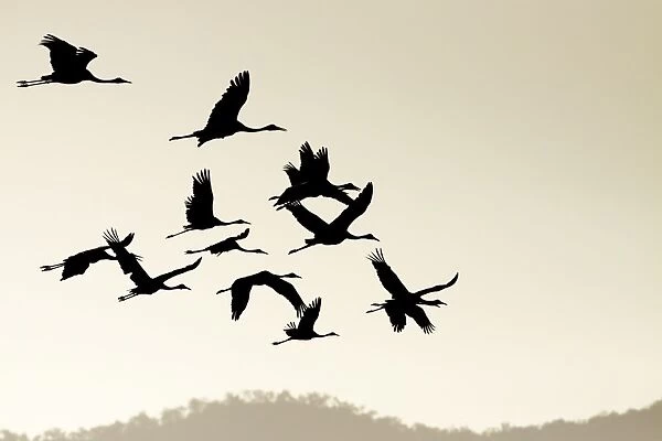 Brolga - silhouette of flock in flight - official bird emblem of the state of Queensland - Australia