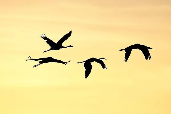 Brolga - silhouette of flock in flight - official bird emblem of the state of Queensland - Australia