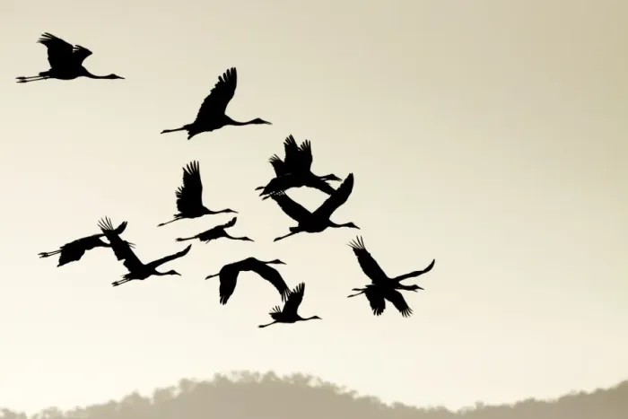 Framed Print : Brolga - silhouette of flock in flight - official bird emblem of the state of Queensland - Australia Framed Print : Brolga - silhouette of flock in flight - official bird emblem of the state of Queensland - Australia
