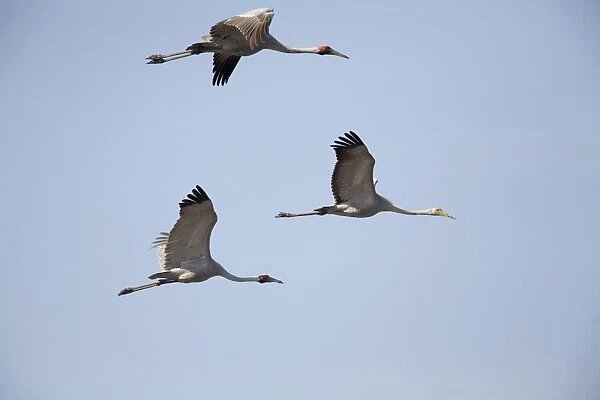 Brolgas in flight Found throughout north and northeastern Australia in both flooded and dry grasslands, edges of billabongs, lagoons and irrigated pastures. Flying above Munkayarra claypan near Derby, Western Australia