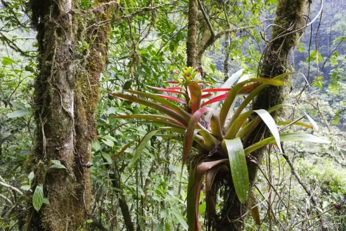 Framed Print : bromeliacee. Venezuela Framed Print : bromeliacee. Venezuela