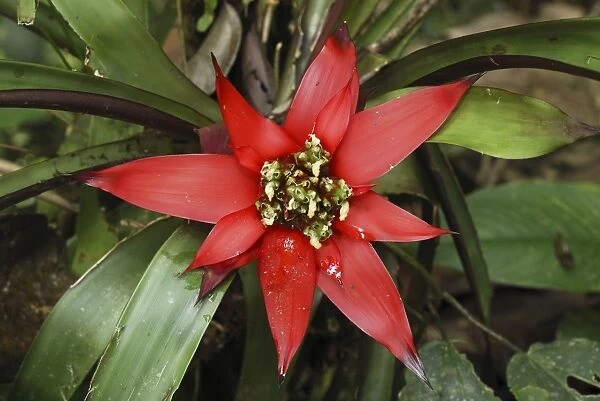 Bromeliad Flower San Cipriano Reserve, Cauca, Colombia