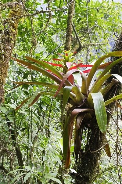 Bromeliad. San Isidro Rainforest - Venezuela