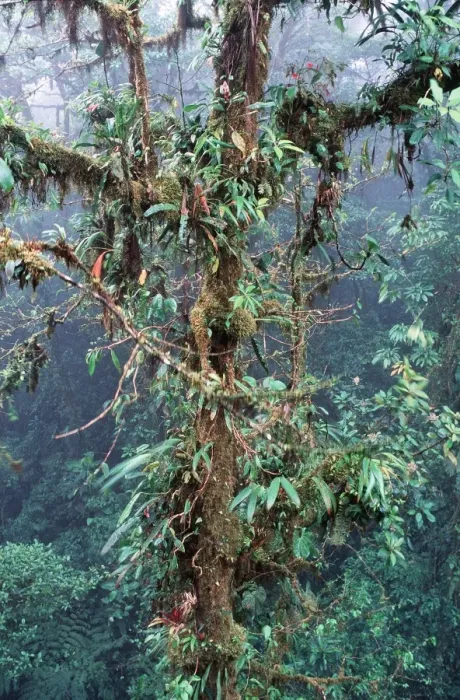 Framed Print : Bromeliads DAD 1225 Cloud Forest - Costa Rica © David Dixon ARDEA LONDON Framed Print : Bromeliads DAD 1225 Cloud Forest - Costa Rica © David Dixon ARDEA LONDON