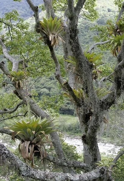 Bromeliads - Tillandsia fendleri and osneides (looks like a beard) Merida area. Andes. Venezuela
