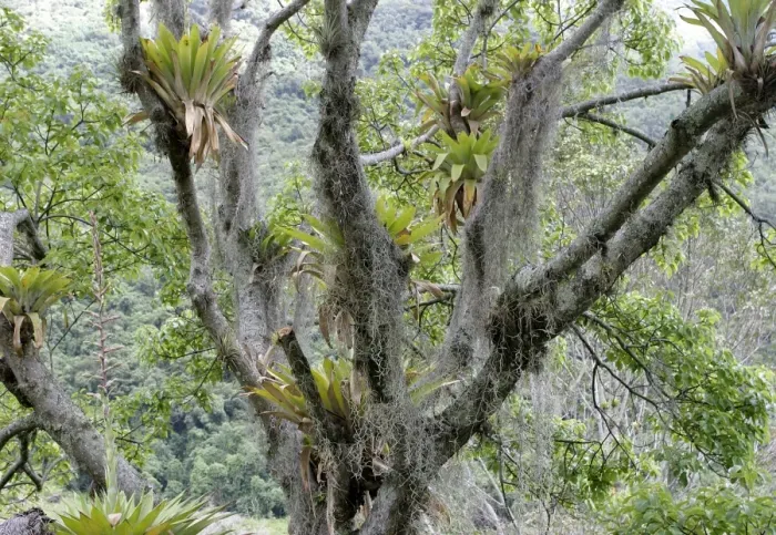 Framed Print : Bromeliads - Tillandsia fendleri and osneides (looks like a beard) Merida area, Andes, Venezuela Fam: Bromeliacee Framed Print : Bromeliads - Tillandsia fendleri and osneides (looks like a beard) Merida area, Andes, Venezuela Fam: Bromeliacee