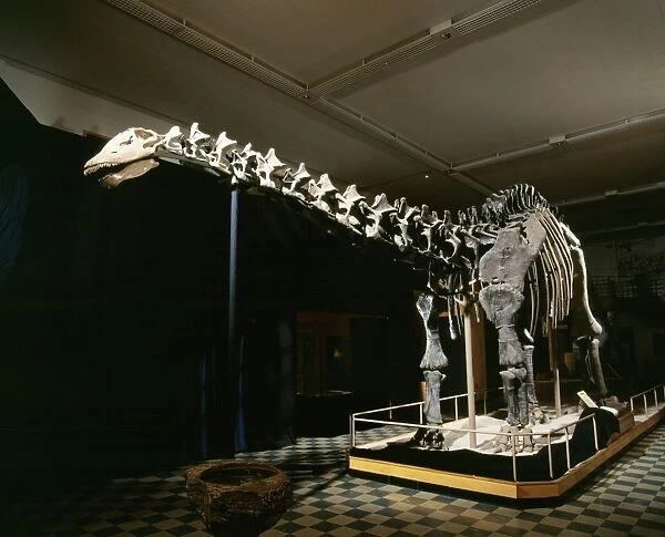 BRONTOSAURUS - Jurassic Display at Geological Museum, University of Wyoming, Laramie, USA