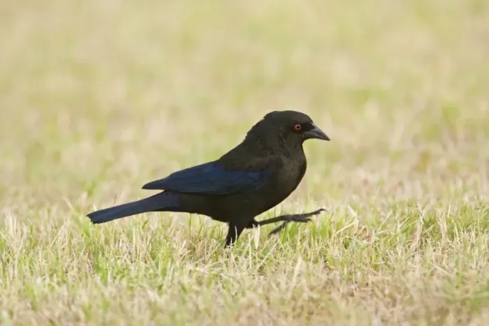 Framed Print : Bronzed Cowbird - male. South Texas