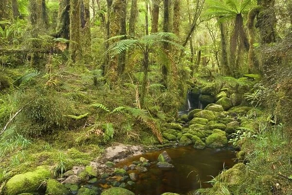 brook in rainforest small creek meandering through lush moss- and lichen-covered temperate rainforest Oparara Basin, Karamea region, West Coast, South Island, New Zealand