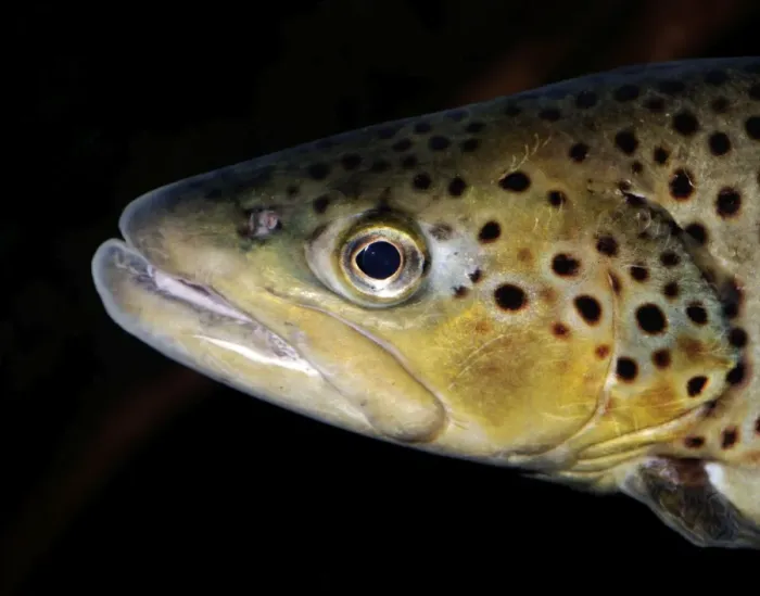 Framed Print : Brook Trout - originally from freshwaters of North America. Now introduced to South America and in temperate regions almost worldwide Framed Print : Brook Trout - originally from freshwaters of North America. Now introduced to South America and in temperate regions almost worldwide