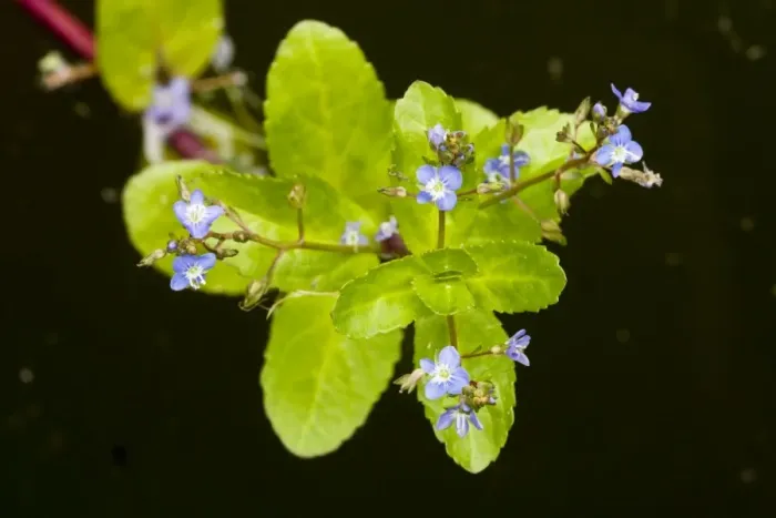 Framed Print : Brooklime - in flower; by pond Framed Print : Brooklime - in flower; by pond