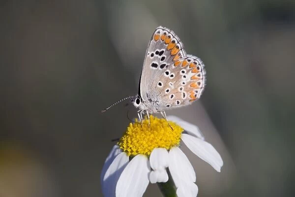 Brown Argus Butterfly - underside of male - UK