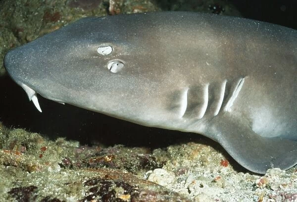 Brown-banded Bamboo Shark Indonesia
