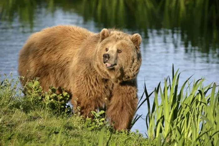 Framed Print : Brown Bear adult standing at a lake shore Bavaria, Germany Framed Print : Brown Bear adult standing at a lake shore Bavaria, Germany