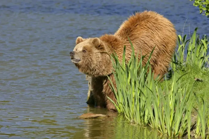 Framed Print : Brown Bear adult standing at lake shore sniffing the air Bavaria, Germany Framed Print : Brown Bear adult standing at lake shore sniffing the air Bavaria, Germany