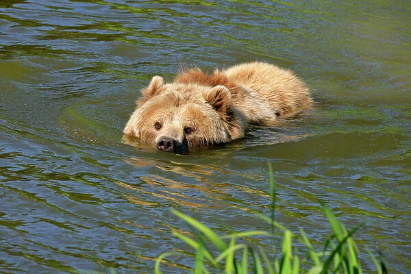 Brown Bear adult swimming through lake Bavaria, Germany