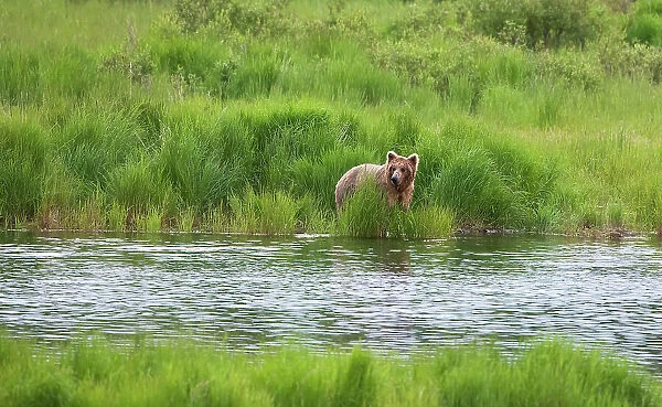 Brown Bear in Brooks River, Katmai National Park, Alaska, USA Date: 13-04-2021