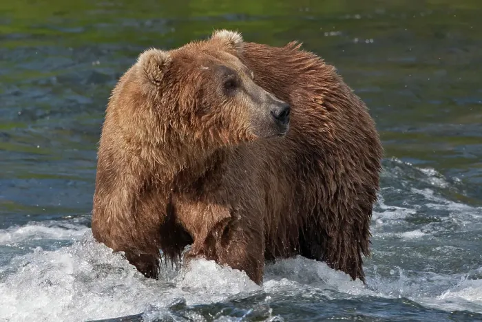 Framed Print : Brown Bear catching salmon at Brooks Falls, Katmai National Park, Alaska, USA Date: 13-04-2021 Framed Print : Brown Bear catching salmon at Brooks Falls, Katmai National Park, Alaska, USA Date: 13-04-2021
