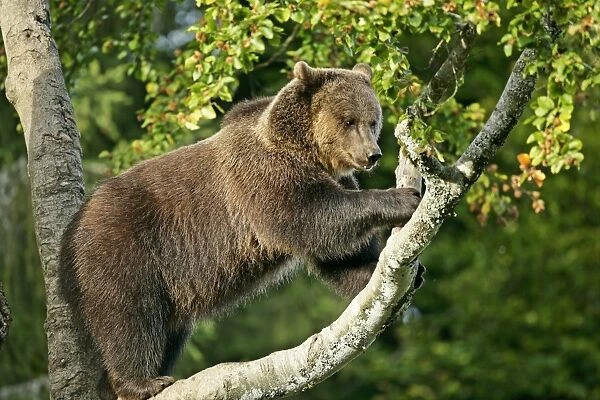 Brown Bear climbing on tree Bavaria, Germany