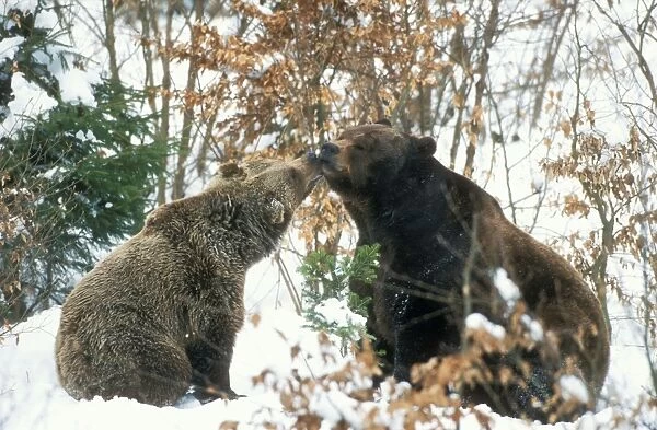 Brown Bear Couple in snow